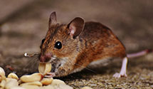 hospital-and-healthcare-facility-pest-management Experts in Cream Ridge
